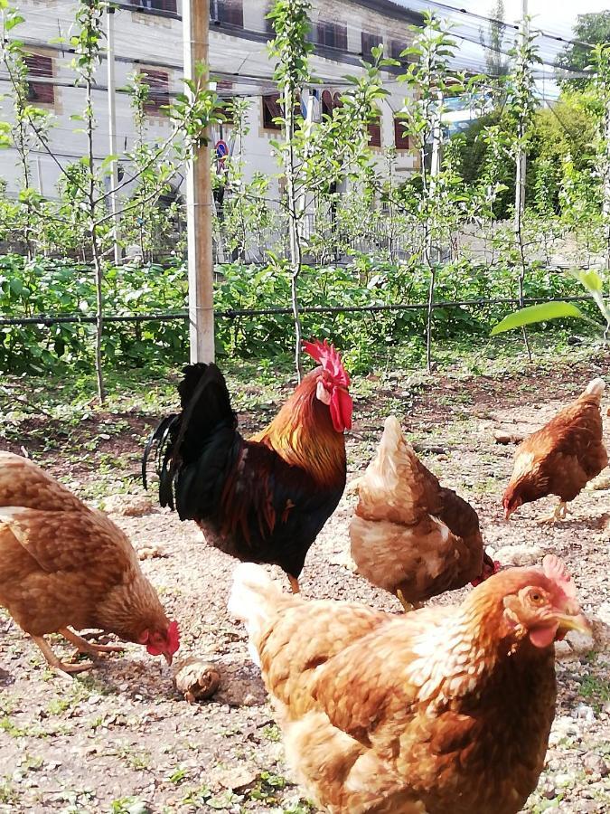 Ansitz Grustdorf Lejlighed Eppan an der Weinstraße Eksteriør billede